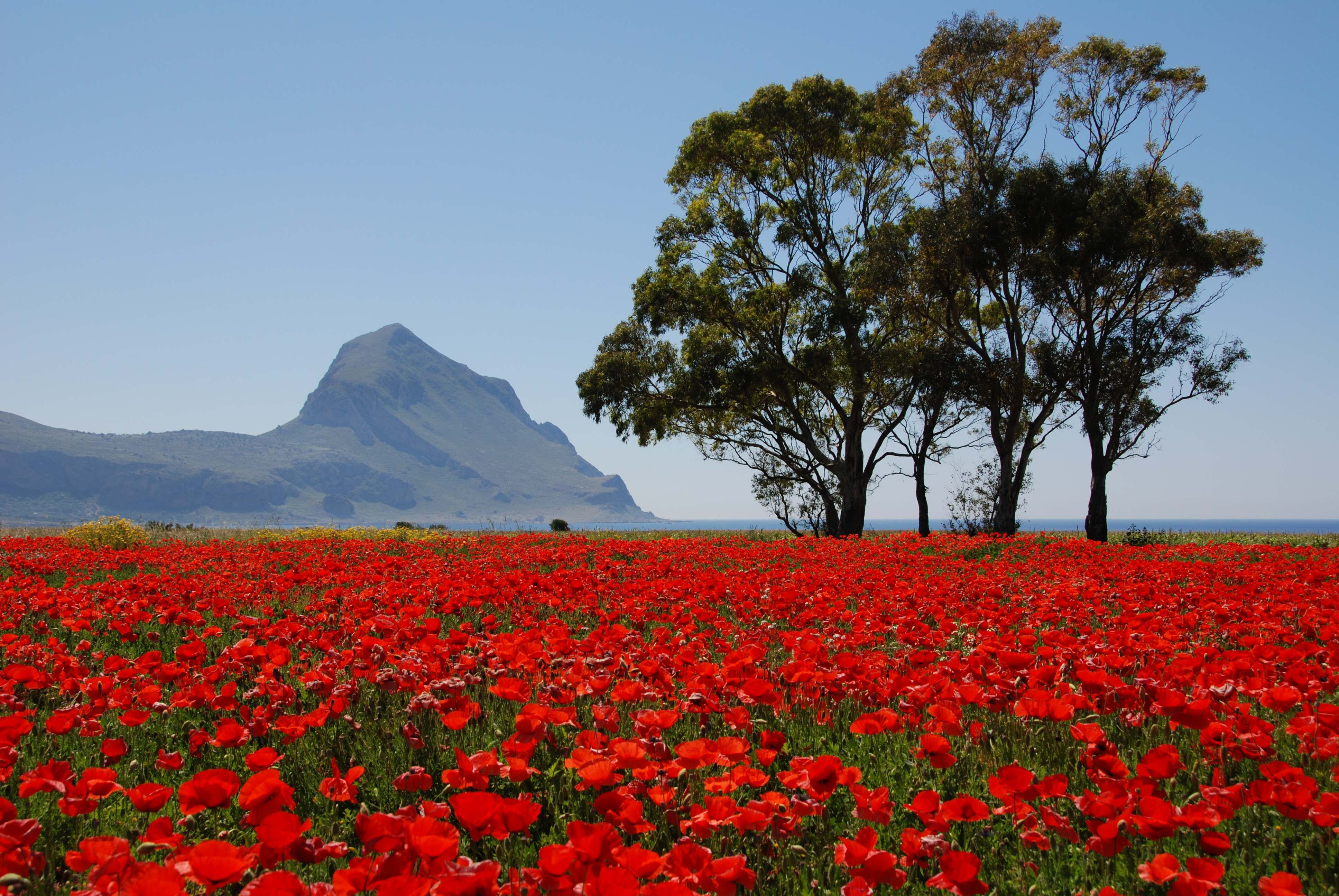 Offerta di Primavera 